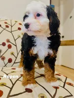 Aspen , a female Miniature Bernedoodle for sale in Loxahatchee, FL – Photo 2 of 6