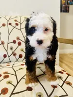 Aspen , a female Miniature Bernedoodle for sale in Loxahatchee, FL – Photo 1 of 6