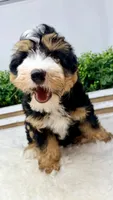 Ember , a female Miniature Bernedoodle for sale in Loxahatchee, FL – 1 of 6