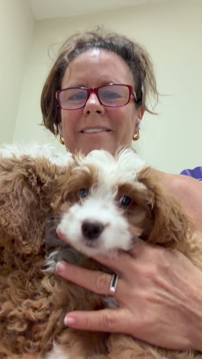 Tigerlily- Mini , a female Miniature Bernedoodle for sale in Loxahatchee, FL – 5 of 5