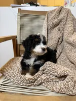 Ranier -Micro , a male Miniature Bernedoodle for sale in Loxahatchee, FL – 3 of 6