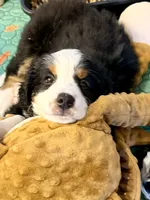 Honeybun , a male Bernedoodle for sale in Loxahatchee, FL – 3 of 6