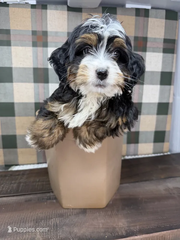 Kyler -Micro  – Miniature Bernedoodle puppy for sale in Loxahatchee, FL