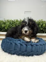 Shy Guy - Micro , a male Miniature Bernedoodle for sale in Loxahatchee, FL – 5 of 8