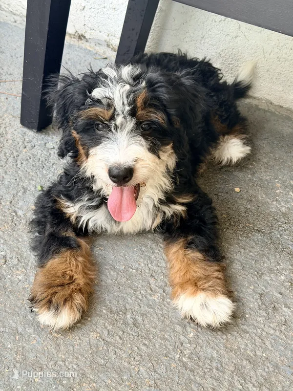 Sequoia -Mini – Miniature Bernedoodle puppy for sale in Loxahatchee, FL
