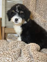 Mesa -Mini, a female Miniature Bernedoodle for sale in Loxahatchee, FL – 4 of 5