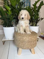 Troy , a male Miniature Goldendoodle for sale in Loxahatchee, FL – 2 of 4