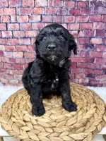 Chloe , a female Bernedoodle for sale in Loxahatchee, FL – 4 of 4