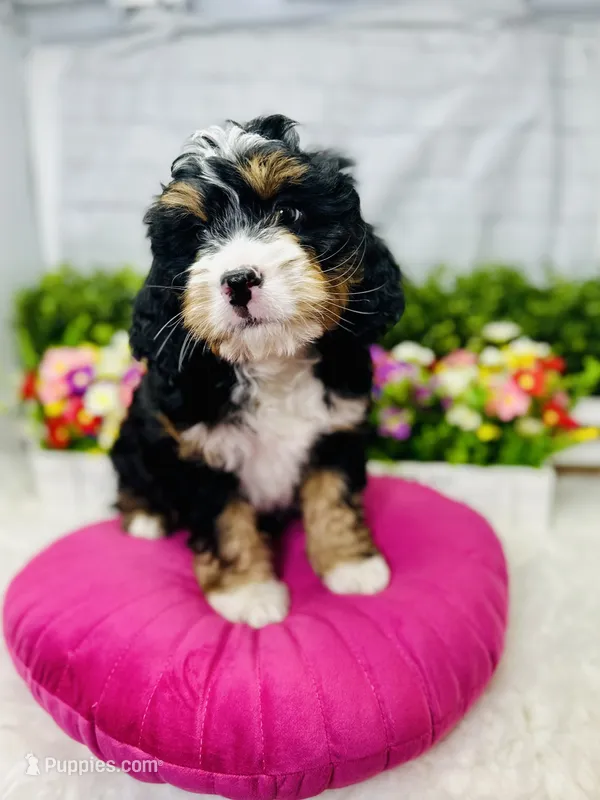 Shen -mini  – Miniature Bernedoodle puppy for sale in Loxahatchee, FL