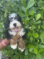 Alex, a male Miniature Bernedoodle for sale in Loxahatchee, FL – 5 of 7