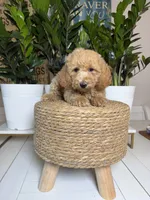 Taylor- Mini , a female Miniature Goldendoodle for sale in Loxahatchee, FL – 6 of 10
