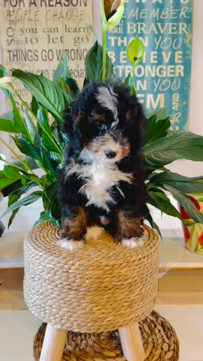 Shy Guy - Micro , a male Miniature Bernedoodle for sale in Loxahatchee, FL – 8 of 8