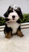 Alex, a male Miniature Bernedoodle for sale in Loxahatchee, FL – 7 of 7