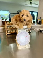 Jordan , a female Miniature Goldendoodle for sale in Loxahatchee, FL – 2 of 3