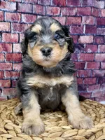Burberry , a male Bernedoodle for sale in Loxahatchee, FL – 2 of 5