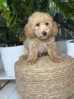 Taylor- Mini , a female Miniature Goldendoodle for sale in Loxahatchee, FL – 3 of 10