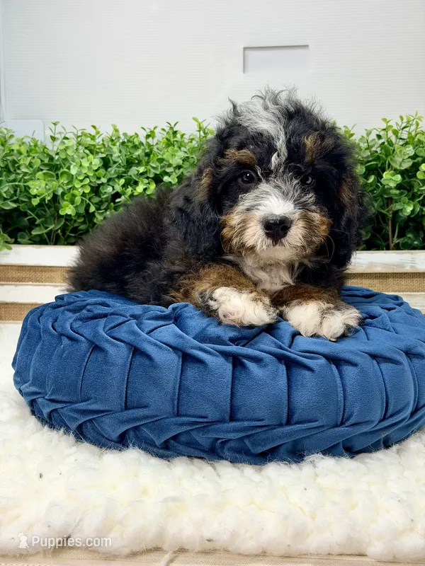 Shy Guy - Micro  – Miniature Bernedoodle puppy for sale in Loxahatchee, FL