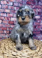 Armani , a male Bernedoodle for sale in Loxahatchee, FL – 4 of 5
