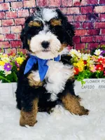 Panini , a female Miniature Bernedoodle for sale in Loxahatchee, FL – Photo 3 of 7