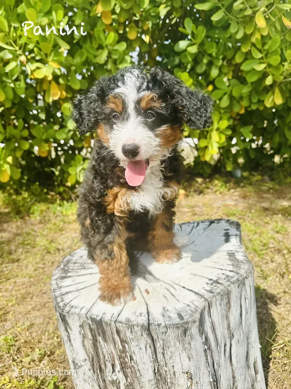 Panini Mini , a female Miniature Bernedoodle for sale in Loxahatchee, FL – Photo 1 of 6