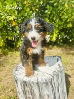 Panini Mini , a female Miniature Bernedoodle for sale in Loxahatchee, FL – Photo 1 of 6