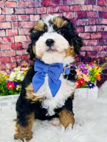 Panini , a female Miniature Bernedoodle for sale in Loxahatchee, FL – Photo 5 of 7