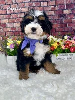 Panini , a female Miniature Bernedoodle for sale in Loxahatchee, FL – Photo 4 of 7