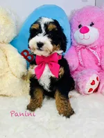 Panini , a female Miniature Bernedoodle for sale in Loxahatchee, FL – Photo 6 of 7
