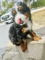 Panini Mini , a female Miniature Bernedoodle for sale in Loxahatchee, FL – Photo 3 of 6
