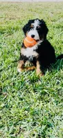 Panini Mini , a female Miniature Bernedoodle for sale in Loxahatchee, FL – Photo 5 of 6
