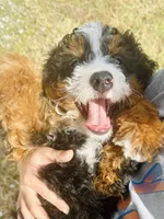 Panini Mini , a female Miniature Bernedoodle for sale in Loxahatchee, FL – Photo 6 of 6