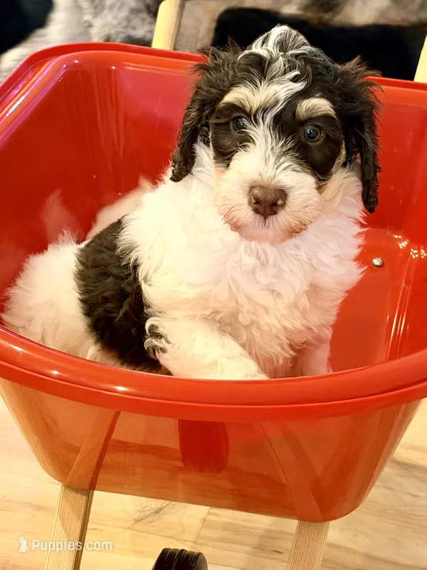 Stussy  – Bernedoodle puppy for sale in Loxahatchee, FL