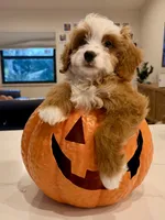 Tigerlily- Mini , a female Miniature Bernedoodle for sale in Loxahatchee, FL – 3 of 5