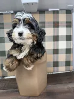 Kyler -Micro , a male Miniature Bernedoodle for sale in Loxahatchee, FL – 9 of 10