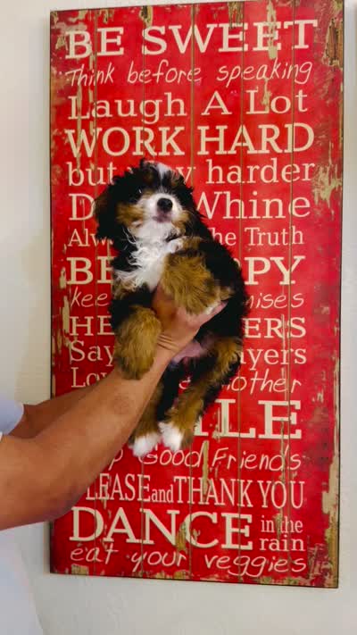 Quinn , a female Miniature Bernedoodle for sale in Loxahatchee, FL – 5 of 5