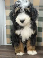 Sequoia -Mini, a female Miniature Bernedoodle for sale in Loxahatchee, FL – 4 of 10