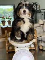 Kyler -Micro , a male Miniature Bernedoodle for sale in Loxahatchee, FL – 10 of 10
