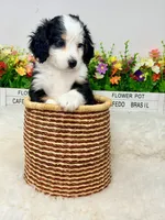 Honeybun , a male Bernedoodle for sale in Loxahatchee, FL – 5 of 6