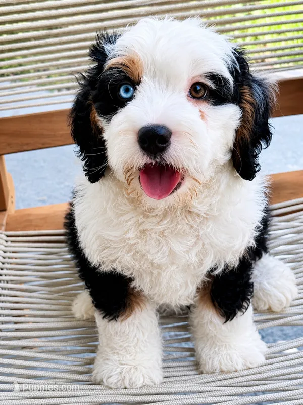 Bluey  – Miniature Bernedoodle puppy for sale in Loxahatchee, FL