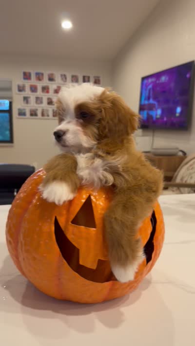 Tigerlily- Mini , a female Miniature Bernedoodle for sale in Loxahatchee, FL – 4 of 5
