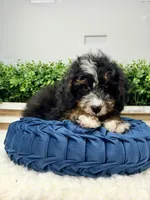 Shy Guy - Micro , a male Miniature Bernedoodle for sale in Loxahatchee, FL – 4 of 8