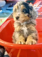 Crumbl , a female Bernedoodle for sale in Loxahatchee, FL – 7 of 7