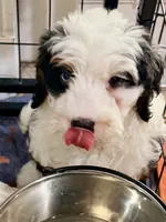 Bluey , a female Miniature Bernedoodle for sale in Loxahatchee, FL – 2 of 5