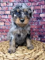 Armani , a male Bernedoodle for sale in Loxahatchee, FL – 3 of 5