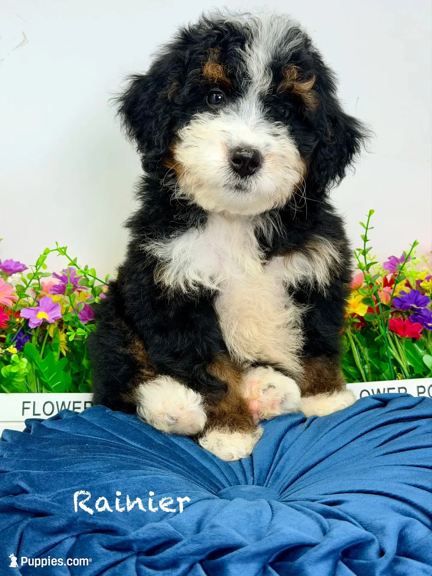 Rainier , a male Miniature Bernedoodle for sale in Loxahatchee, FL – 5 of 10