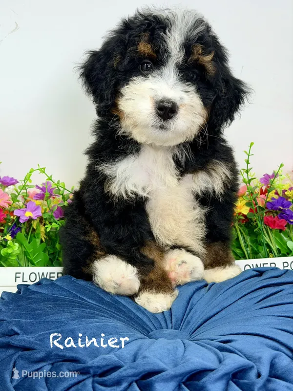 Ranier -Micro  – Miniature Bernedoodle puppy for sale in Loxahatchee, FL