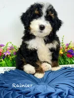 Ranier -Micro , a male Miniature Bernedoodle for sale in Loxahatchee, FL – 1 of 6