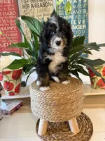 Shy Guy - Micro , a male Miniature Bernedoodle for sale in Loxahatchee, FL – 7 of 8