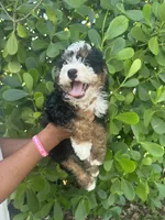 Alex, a male Miniature Bernedoodle for sale in Loxahatchee, FL – 3 of 7