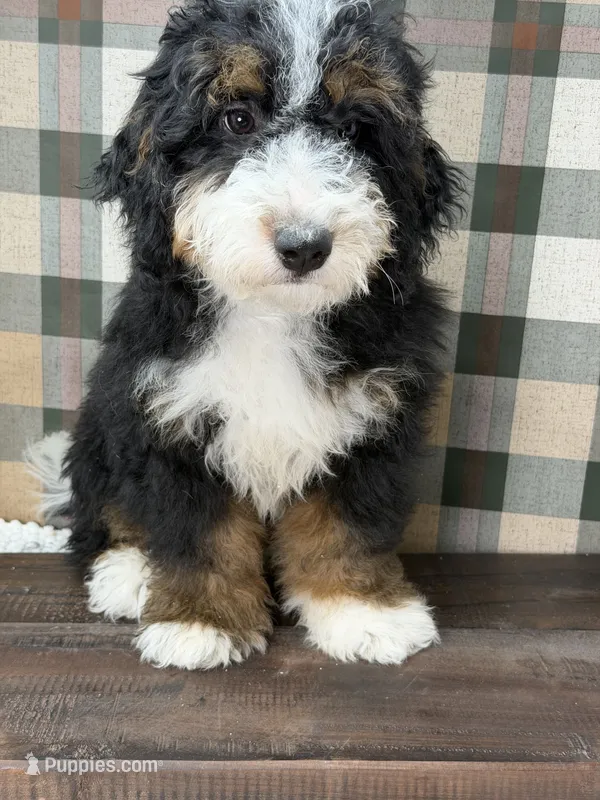 Rainier  – Miniature Bernedoodle puppy for sale in Loxahatchee, FL